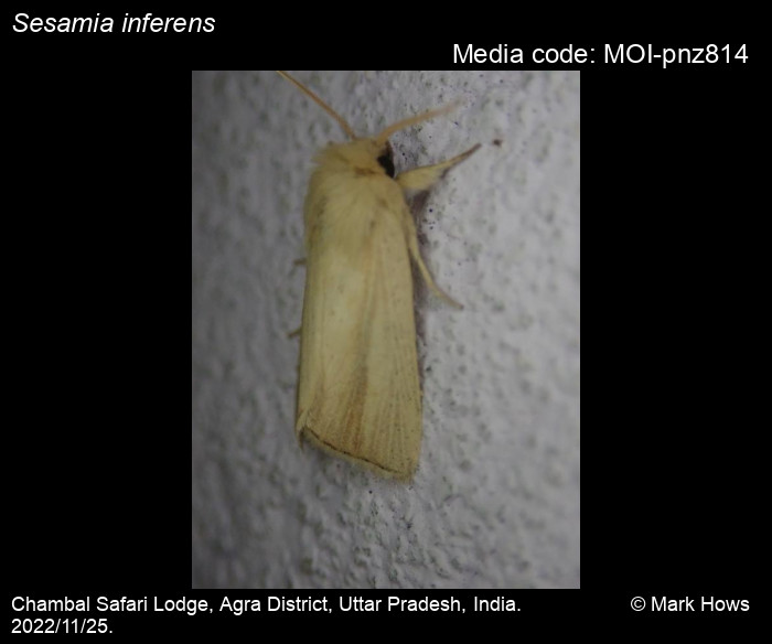 Sesamia inferens (Walker, 1856) Moths